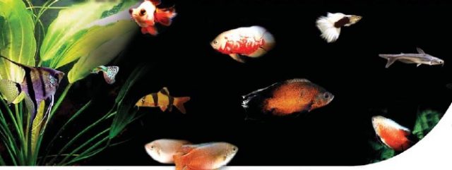 Peixes Ornamentais Reproducao Em Aquicultura Revista Panorama Da Aquicultura